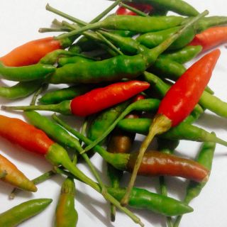 Capsicum annuum